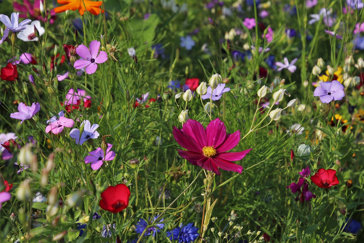 How to Grow Edible Flowers in Your Garden